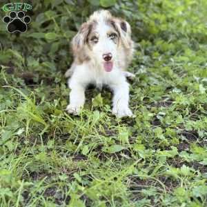Suzuki, Borderdoodle Puppy
