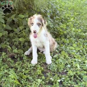 Suzuki, Borderdoodle Puppy
