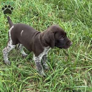 Ashley, German Shorthaired Pointer Puppy