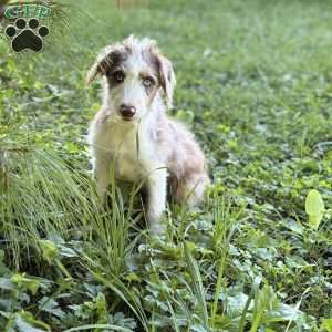 Suzuki, Borderdoodle Puppy