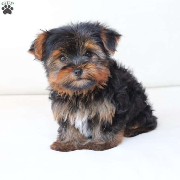 Max, Yorkie Puppy