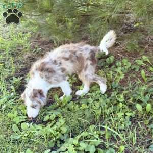 Suzuki, Borderdoodle Puppy