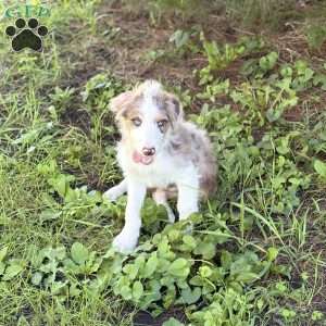Suzuki, Borderdoodle Puppy