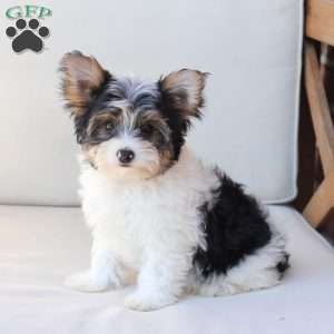 Charlie, Yorkie Puppy