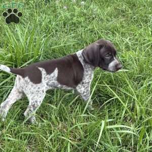 Amber, German Shorthaired Pointer Puppy