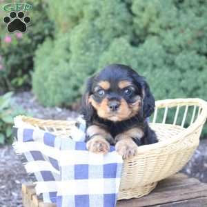 Boston, Cavalier King Charles Spaniel Puppy
