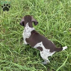 Amber, German Shorthaired Pointer Puppy
