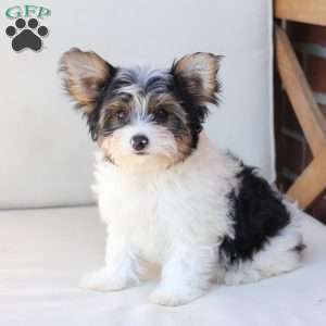 Charlie, Yorkie Puppy