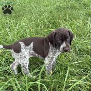 Amber, German Shorthaired Pointer Puppy