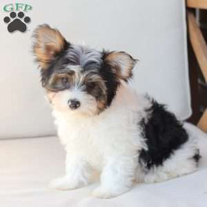 Charlie, Yorkie Puppy