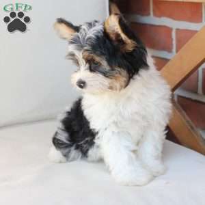 Charlie, Yorkie Puppy