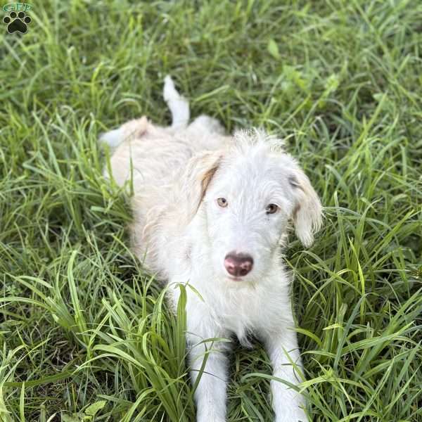 Pontiac, Borderdoodle Puppy