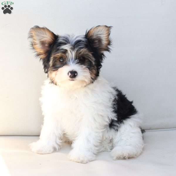 Charlie, Yorkie Puppy