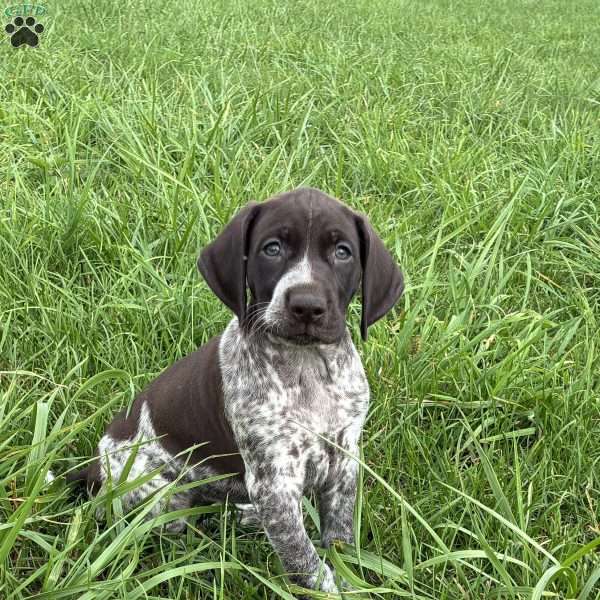 Amber, German Shorthaired Pointer Puppy