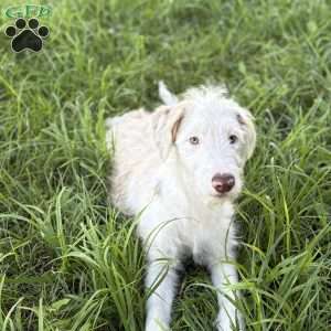 Pontiac, Borderdoodle Puppy