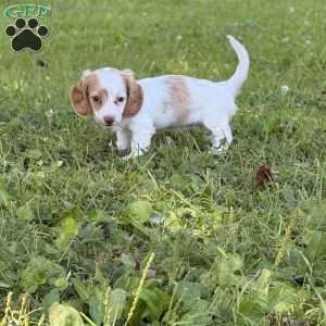 Lucy, Dachshund Puppy