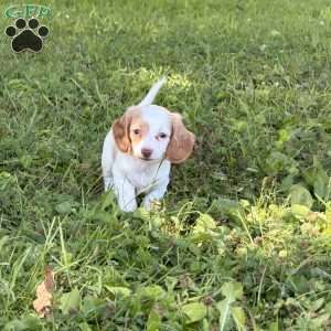 Lucy, Dachshund Puppy