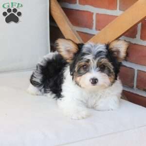 Charlie, Yorkie Puppy