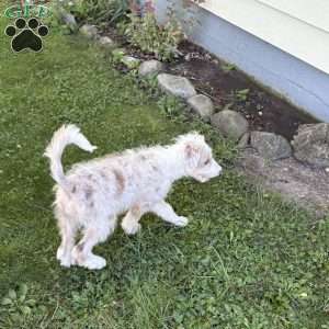 Toyota, Borderdoodle Puppy