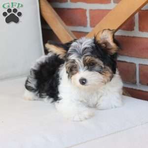 Charlie, Yorkie Puppy