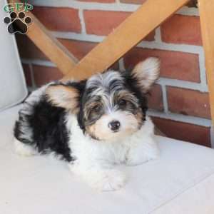 Charlie, Yorkie Puppy