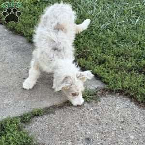 Toyota, Borderdoodle Puppy