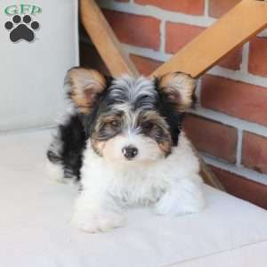 Charlie, Yorkie Puppy