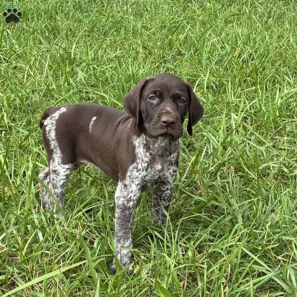 Ashley, German Shorthaired Pointer Puppy