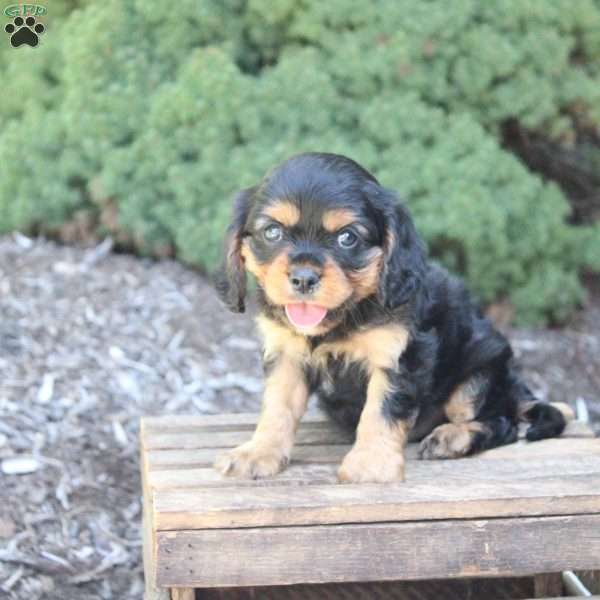 Boston, Cavalier King Charles Spaniel Puppy