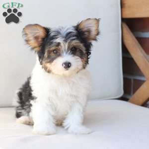 Charlie, Yorkie Puppy