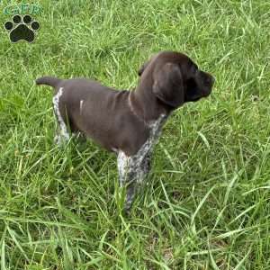 Ashley, German Shorthaired Pointer Puppy