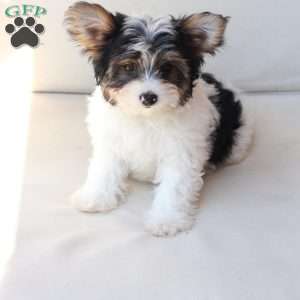 Charlie, Yorkie Puppy