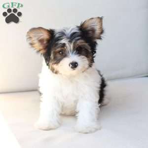 Charlie, Yorkie Puppy