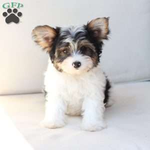 Charlie, Yorkie Puppy
