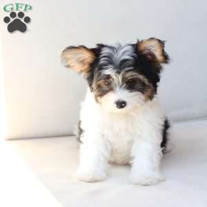 Charlie, Yorkie Puppy