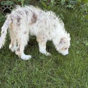 Toyota, Borderdoodle Puppy