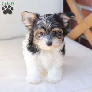 Cooper, Yorkie Puppy