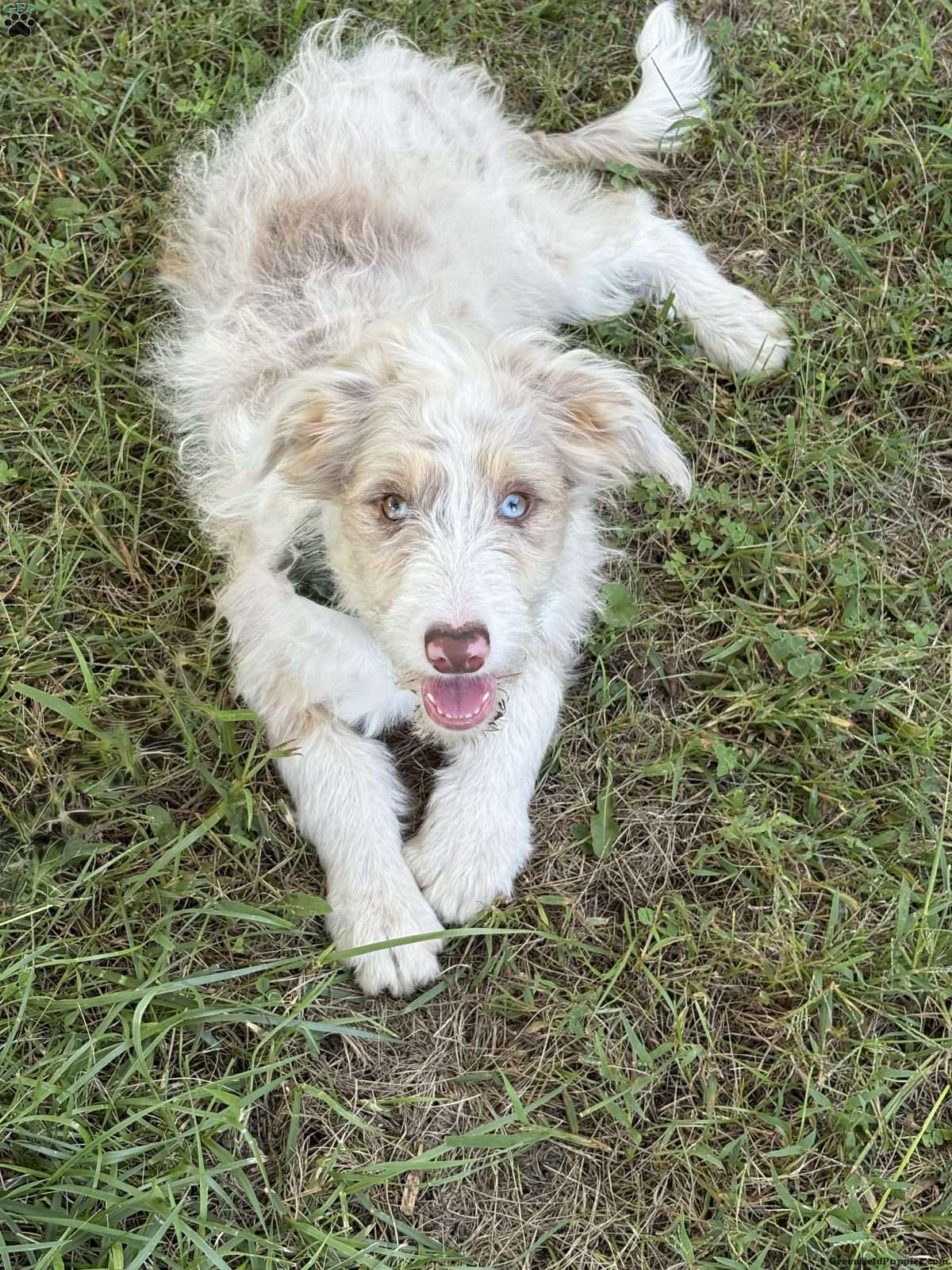 Toyota (Borderdoodle, Female)