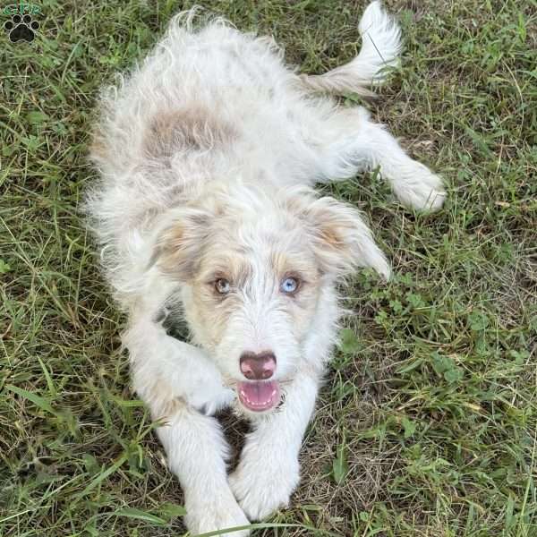Toyota, Borderdoodle Puppy