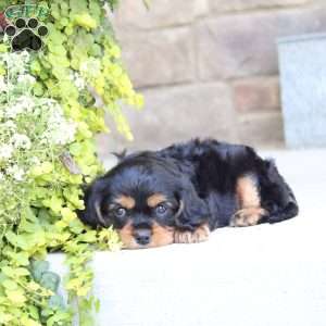 Boston, Cavalier King Charles Spaniel Puppy