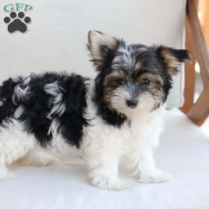 Cooper, Yorkie Puppy