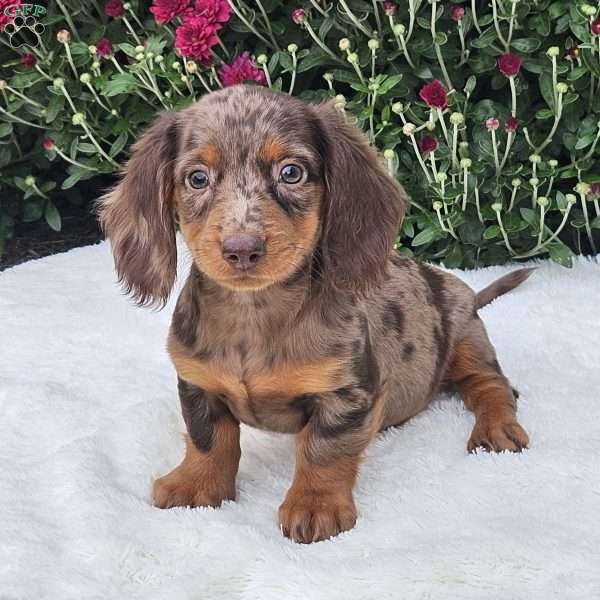 Lizzy, Dachshund Puppy