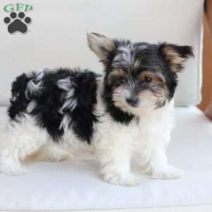 Cooper, Yorkie Puppy