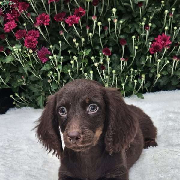 Liam, Dachshund Puppy