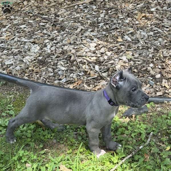 Lily, Cane Corso Puppy