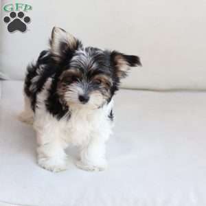Cooper, Yorkie Puppy