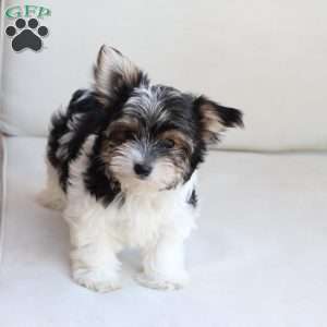 Cooper, Yorkie Puppy
