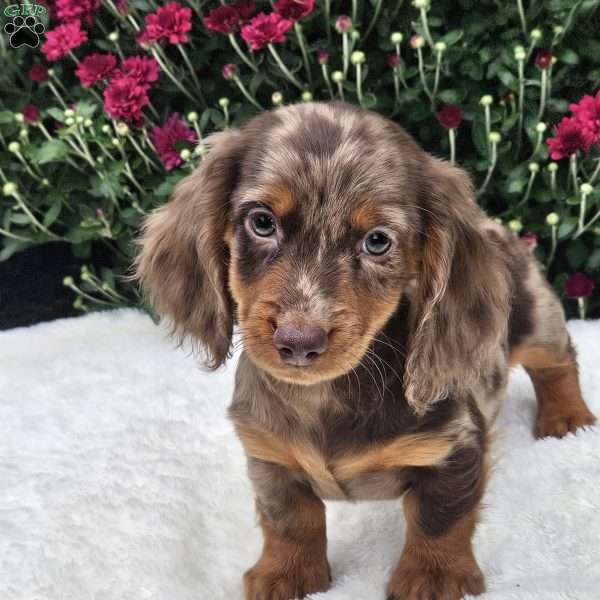 Logan, Dachshund Puppy