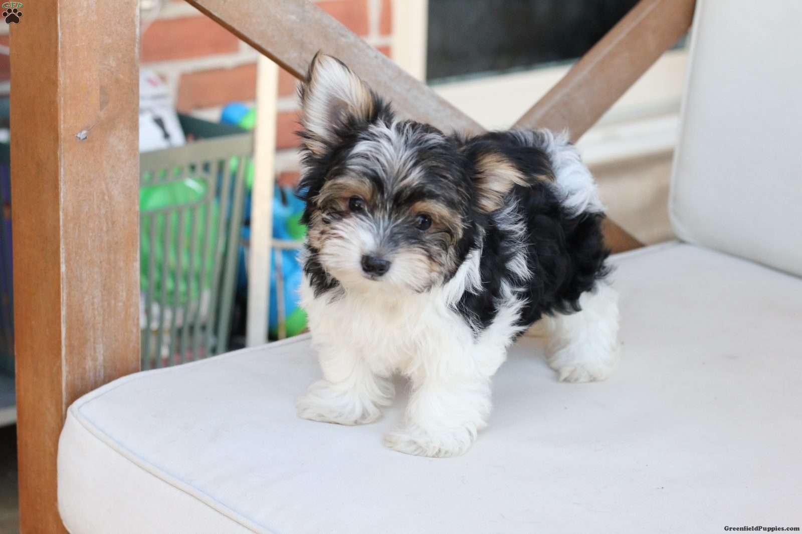 Cooper (Yorkshire Terrier, Male) in New Holland, PA