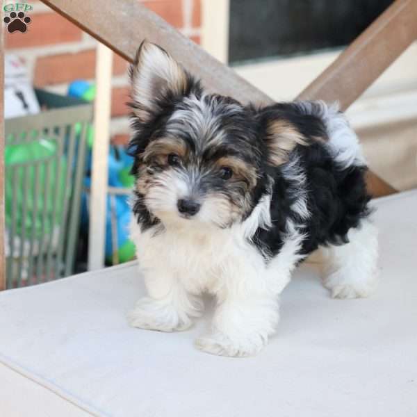 Cooper, Yorkie Puppy